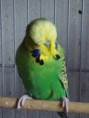 /album/periquito/peri-4-jpg/